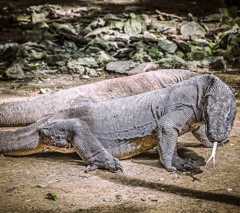 Seeing Komodo dragons is one of the best ideas for bucket lists