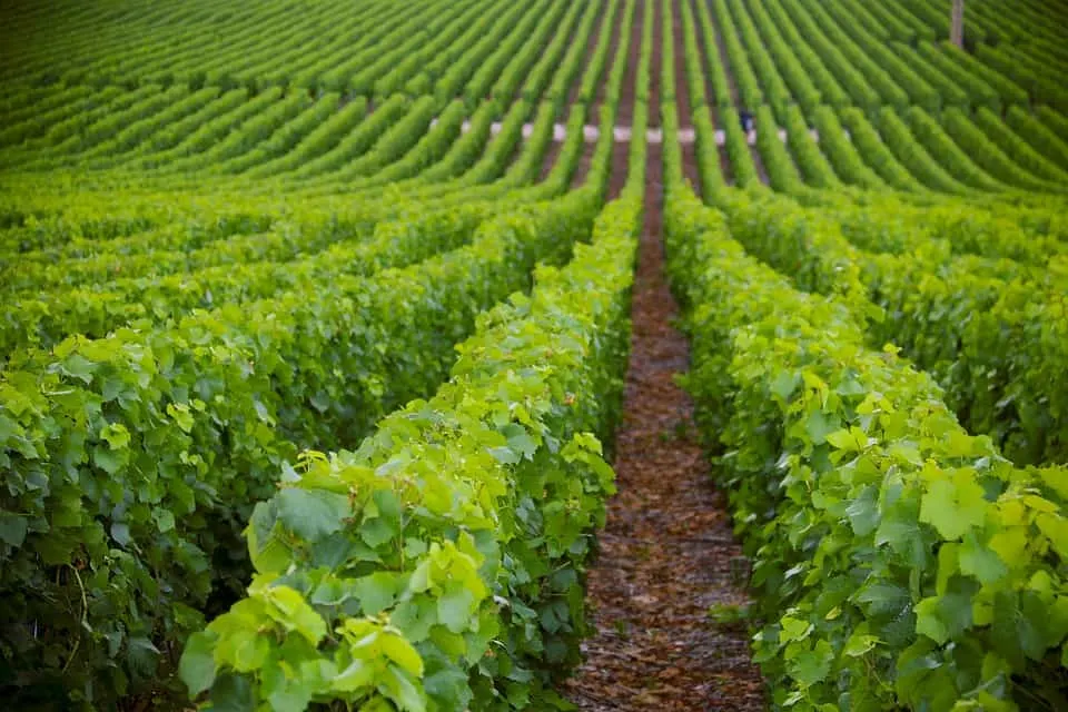 Foodie Mexico: Best Destinations in Mexico For Foodies 17 guadalupe valley is a top foodie Mexico destination for wines