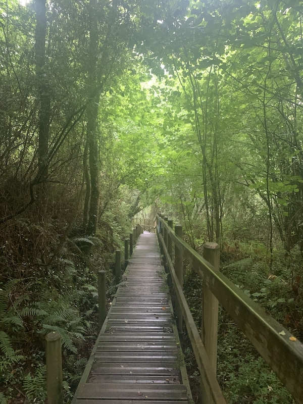 Camino del Norte path 