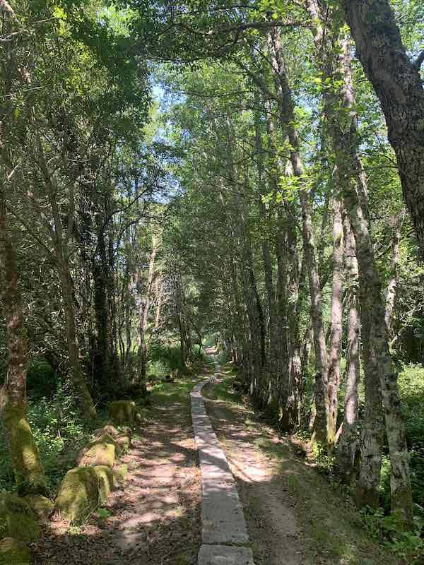 Camino de Santiago goes through forests in Galicia