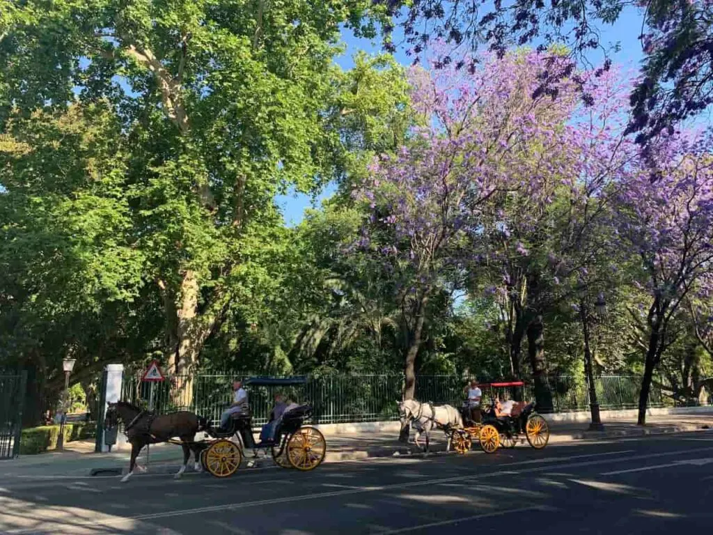 31 Best Things to do in Seville Spain in 2023 4 Sightseeing Seville in a horse carriage is among the best things to do in Seville in spring