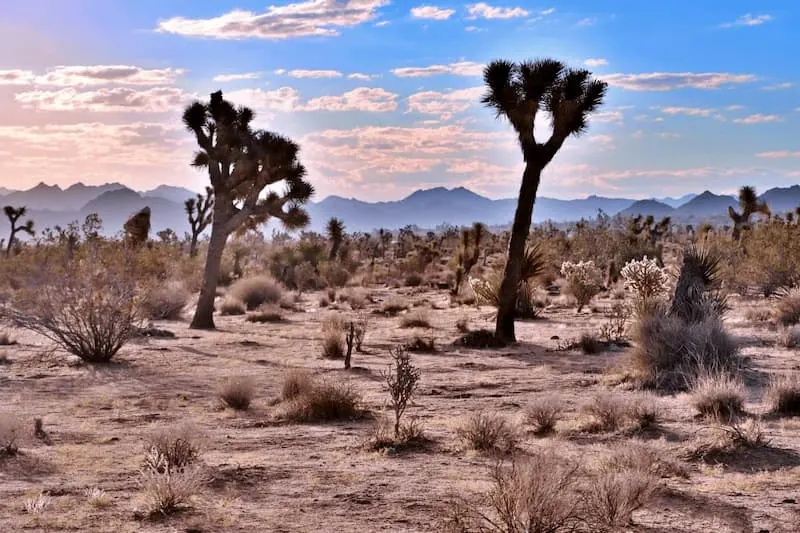 Joshua Tree is one of the best national parks to visit in March in the USA