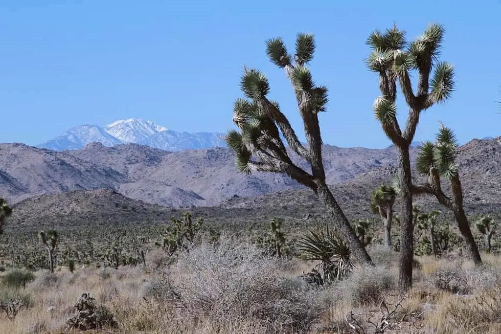 Joshua Tree is among the best national parks in the west 
