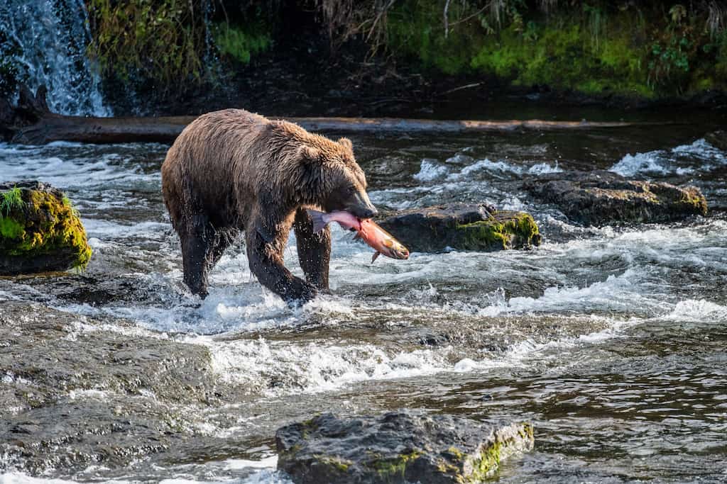 Katmai NP is among the best national parks in the west 