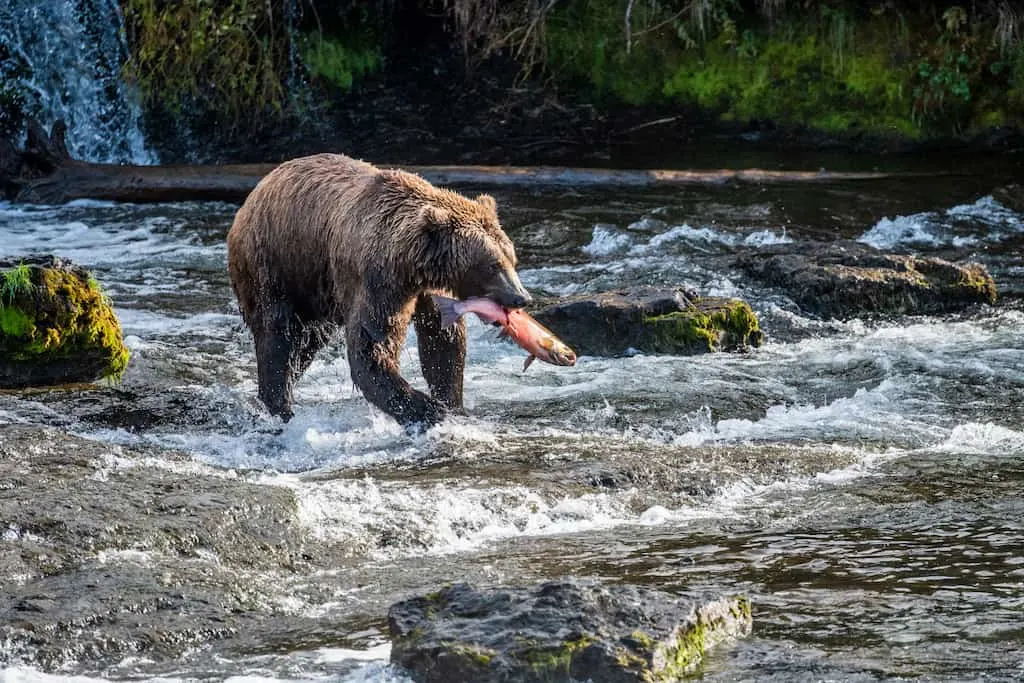 37 Best National Parks in the West 7 Katmai NP is among the best national parks in the west