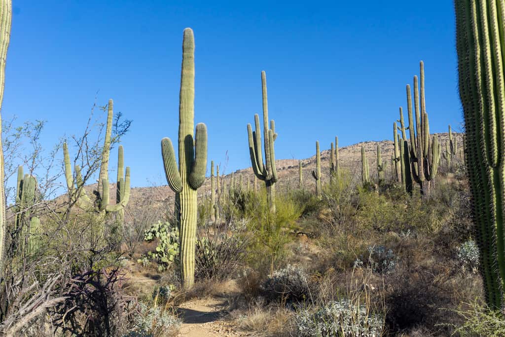 Saguaro NP in Arizona is among the best national parks in the west 