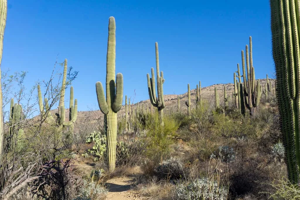 37 Best National Parks in the West 13 Saguaro NP in Arizona is among the best national parks in the west