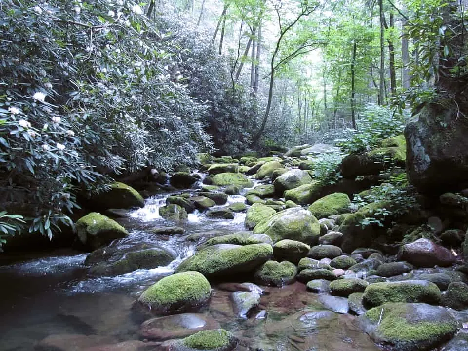 The Great Smoky Mountains is among the best national parks to visit in March 
