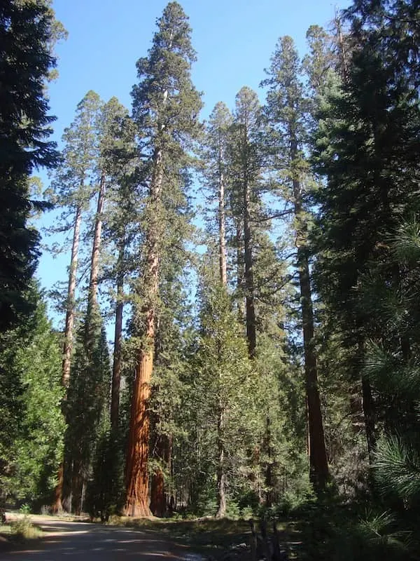 Sequoia NP is among the best national parks to visit in March