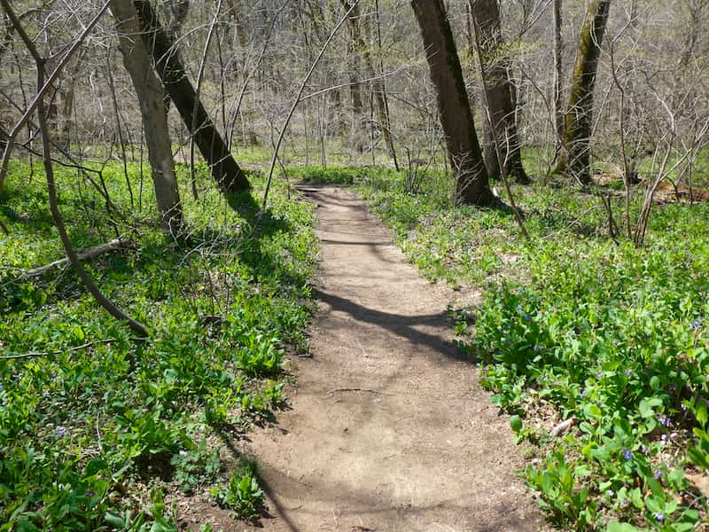 Shenandoah is the best national parks to visit in March 