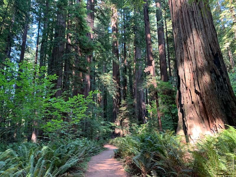 Redwood NP is among the best national parks to visit in March 
