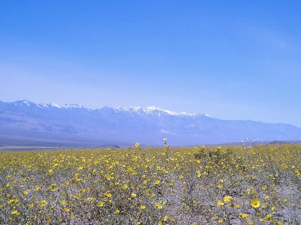 Best National Parks to Visit in March in the US 4 Death Valley is one of the best places to travel in March for teh Wildflower Super Bloom