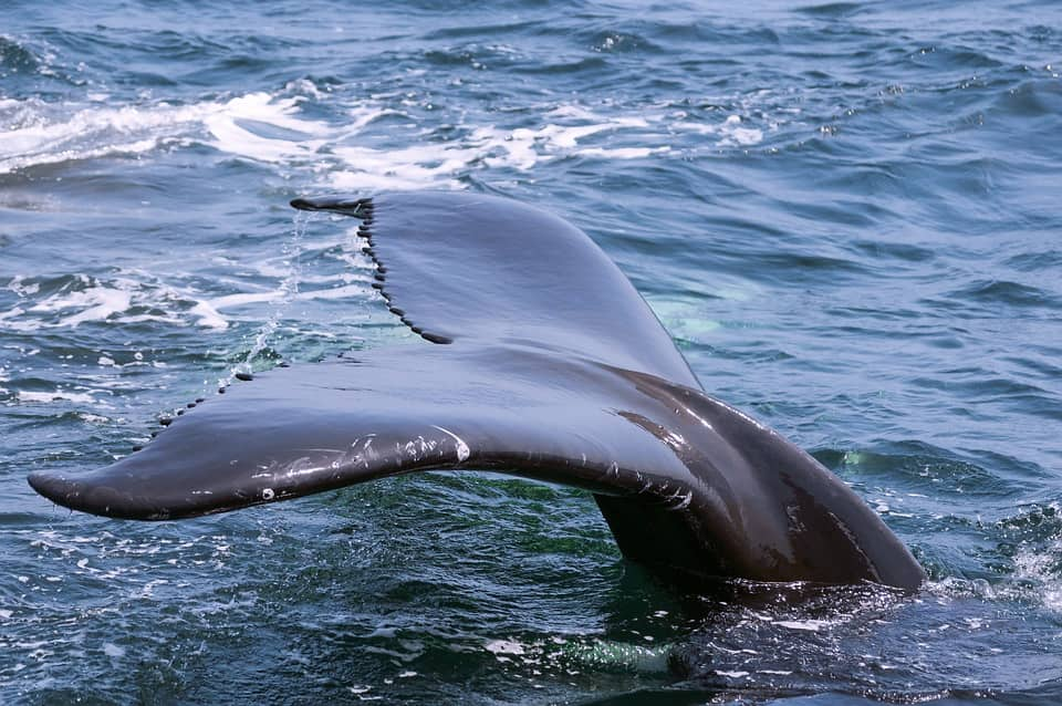 Monterey is among the best places to travel in March for the whale watching season 