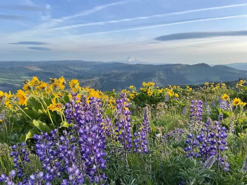 The Columbia River Gorge is among the best palces to visit in March USA 