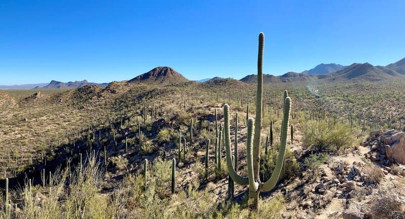 Saguaro Np is among the best places to travel in March in the USA