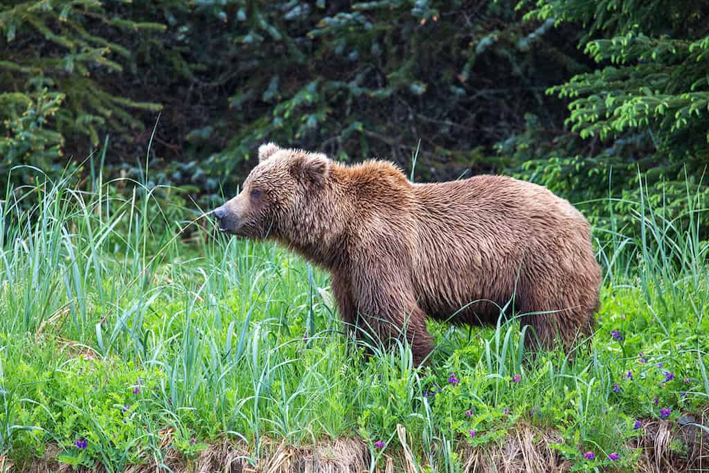 Lake Clark is among the best western national parks