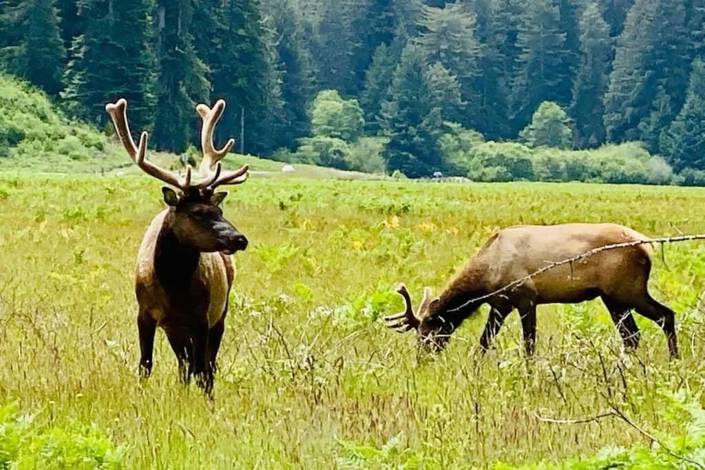 Redwoods NP in California is among the best national parks in west caost 