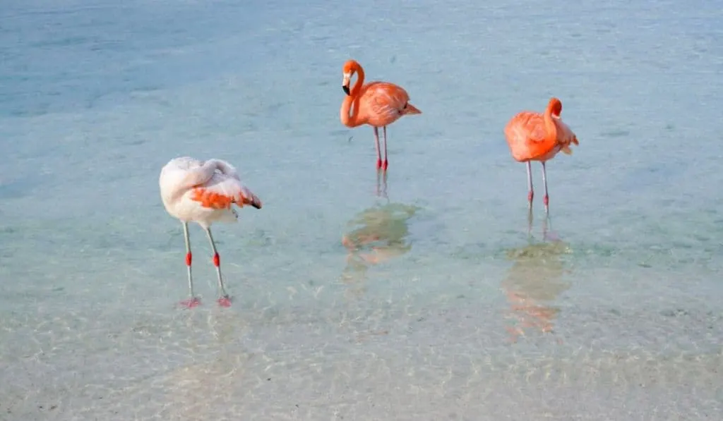 30 Best Spring Break Destinations for Families 2023 28 Aruba is among the best spring break destinations for families