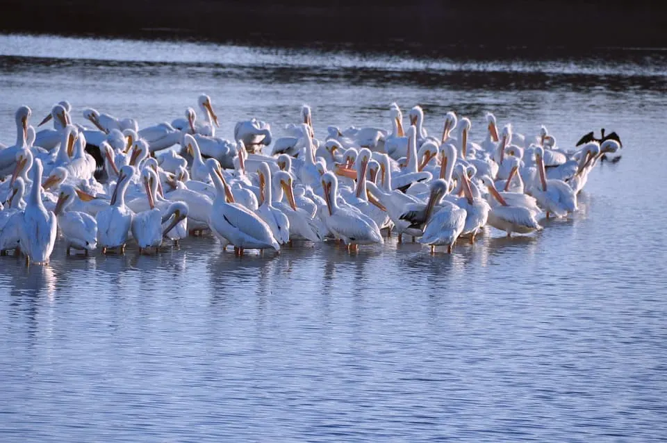 J.N. "Ding" Darling Wildlife Refuge is among the best things  to do in southwest Florida 