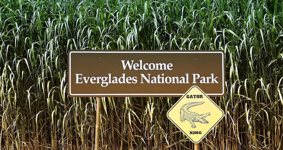 Visiting Everglades is among the best things to do in Southwest Florida 