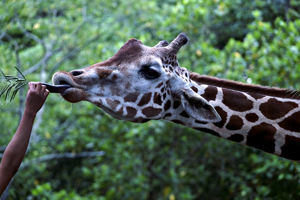 Visiting Naples Zoo is among the best things to do in Southwest Florida 