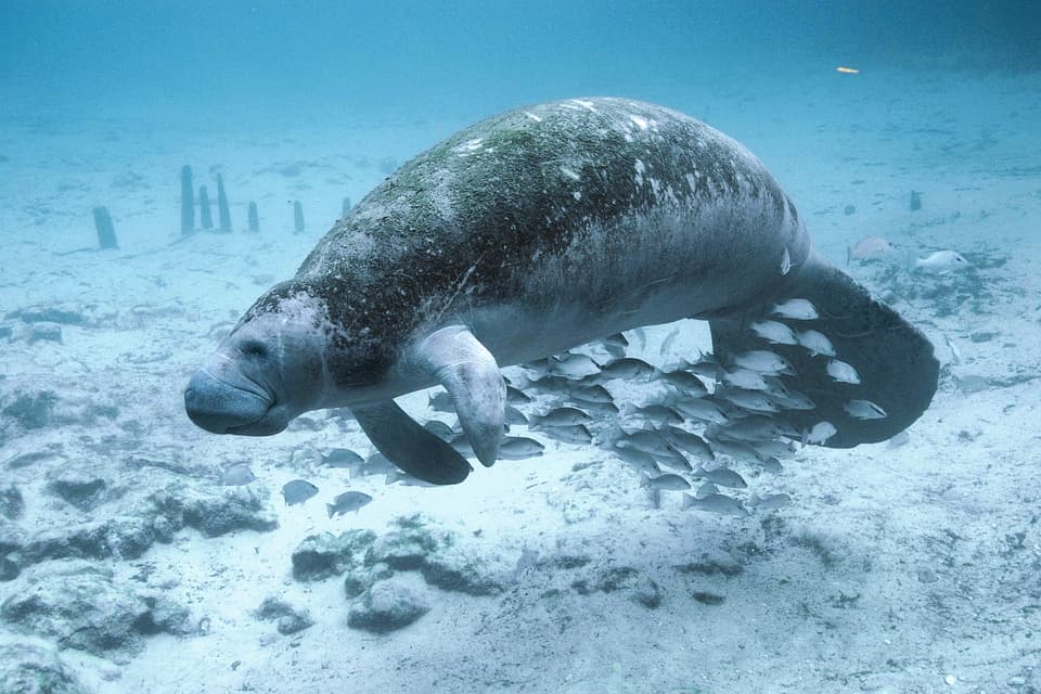 Seeing Manatees is among the best things to do in Southwest Florida 
