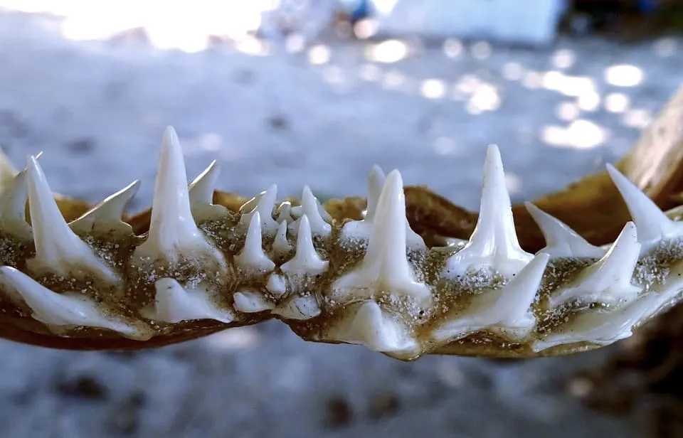 Find shark teeth at Venich Beach is among the best thinngs to do in Southwest Florida 