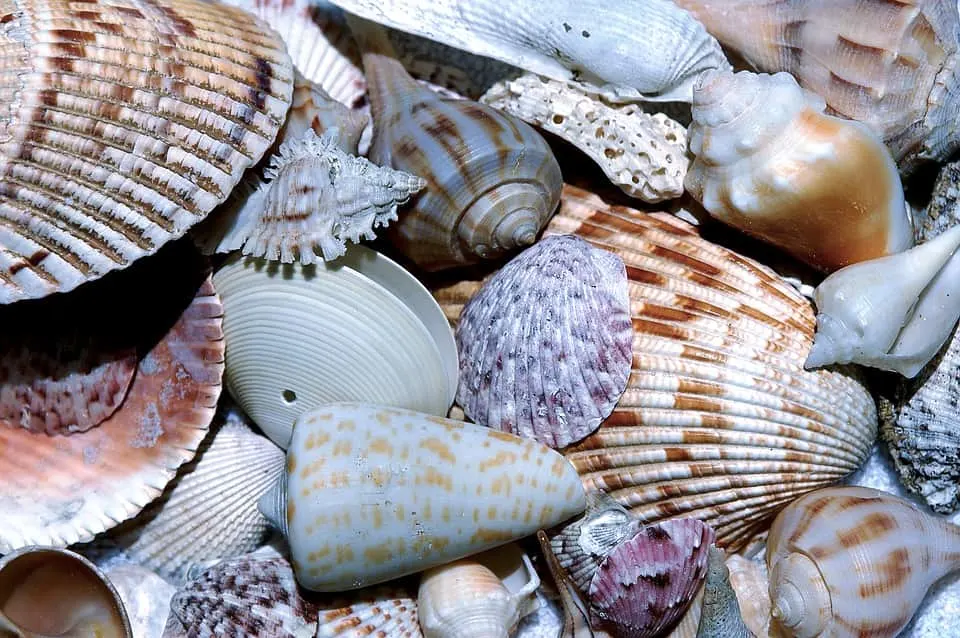 Shelling on Sanibel island is among the best things to do in Southwest Florida 