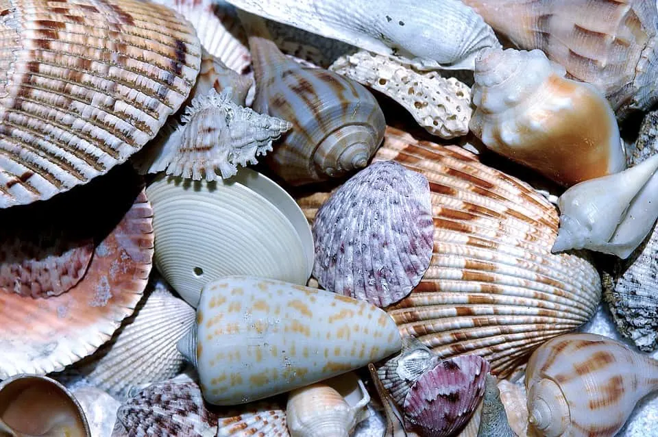 17 Best Things to Do in Southwest Florida 8 Shelling on Sanibel island is among the best things to do in Southwest Florida
