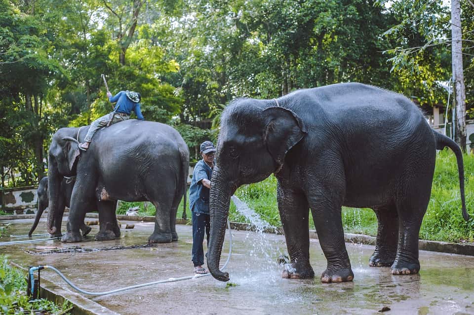 Visiting an elephant sanctuary is among the best things to do in Chiang Mai Thailand