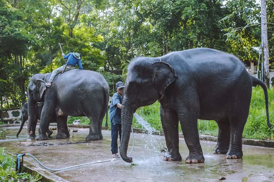 15 Best Things to Do in Chiang Mai Thailand (2023) 11 Visiting an elephant sanctuary is among the best things to do in Chiang Mai Thailand