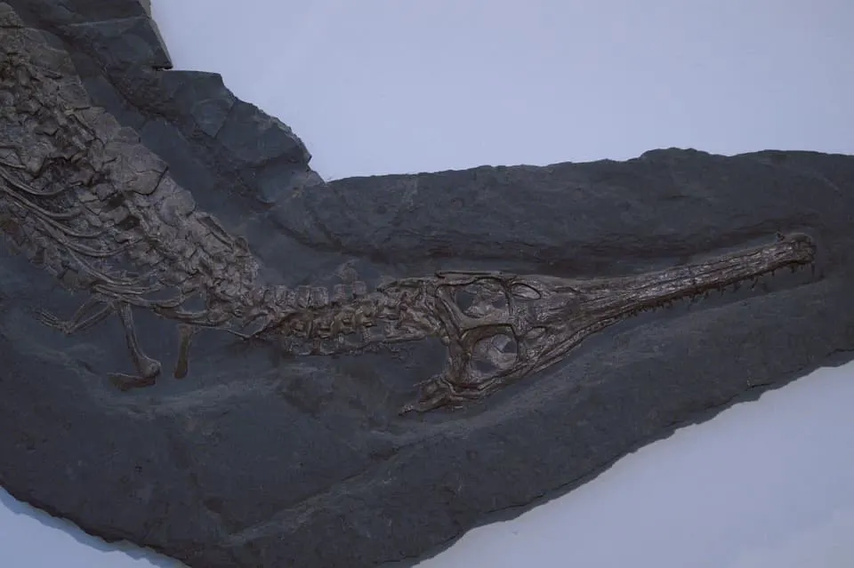17 Best Things to Do in Southwest Florida 15 Searching for fossils is among the ebst things to do in Soyhwest Florida