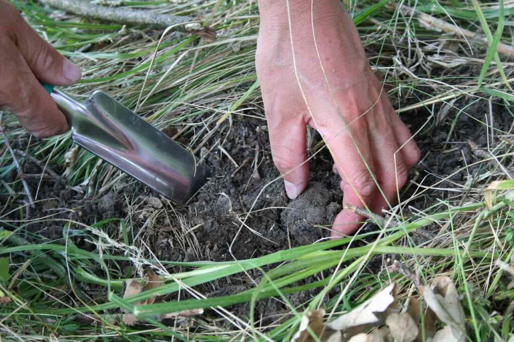 Truffle hunting is among the best things to do in Umbria Italy 