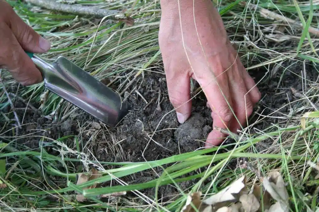 25 Best Things to Do in Umbria Italy (2023) 7 Truffle hunting is among the best things to do in Umbria Italy