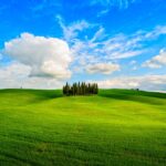 Cypresses near San Quirico in Val d Orcia