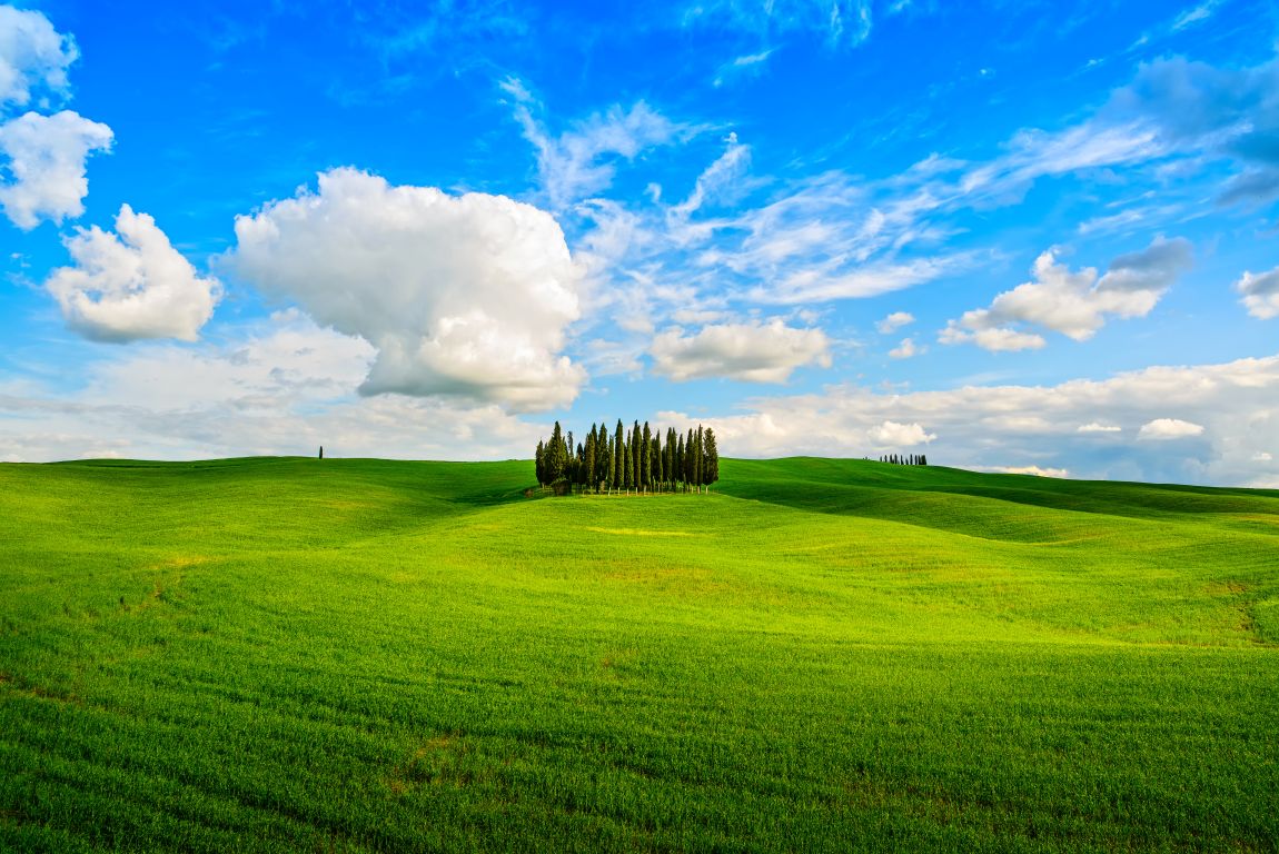 Cypresses near San Quirico in Val d Orcia