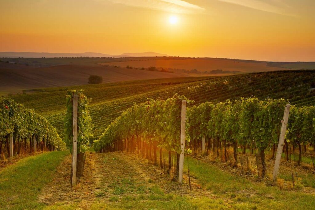 You Won’t Believe What Tuscany in October Looks Like! 2 Vineyards in Tuscany in October