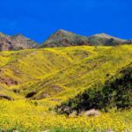 Death Valley in Bloom