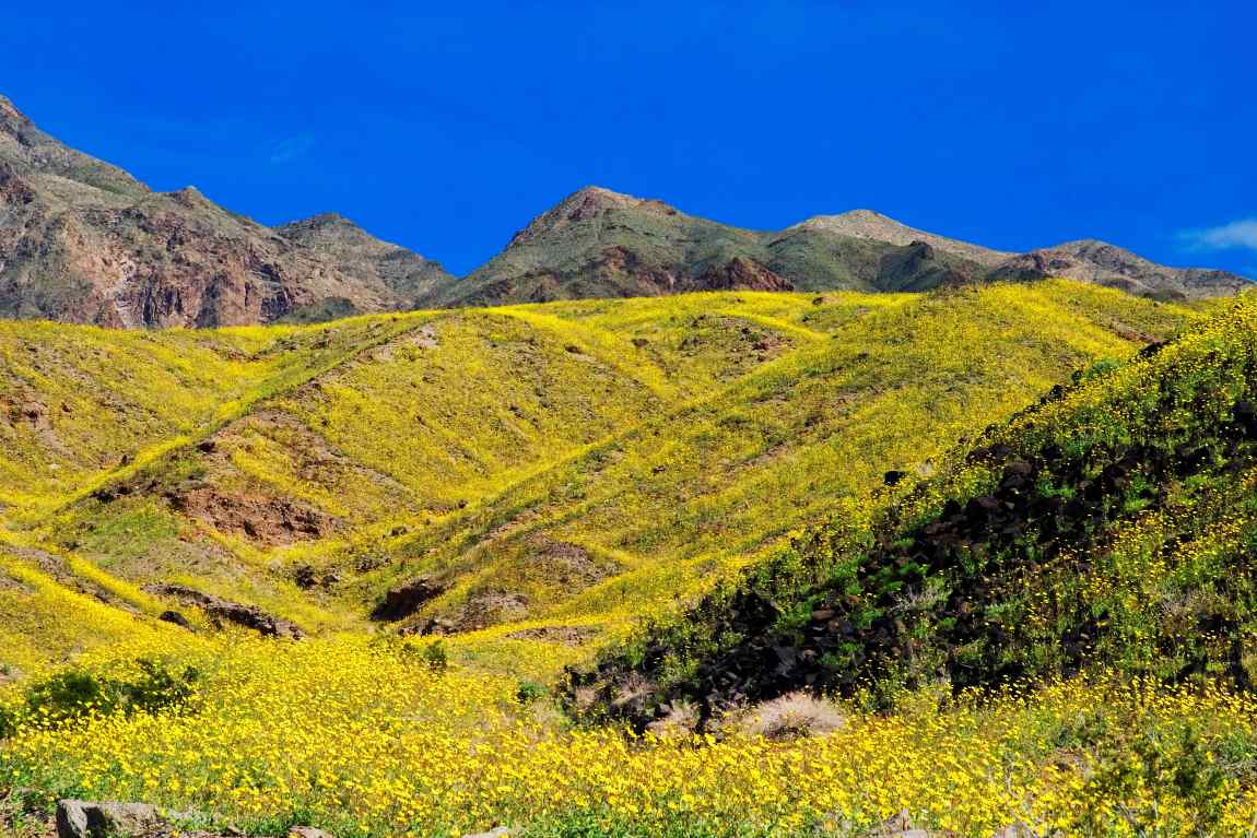 Death Valley in Bloom
